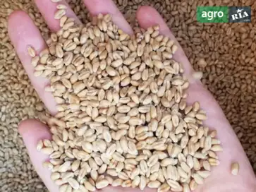 Зерно (пшеница, ячмень, семена) - фото