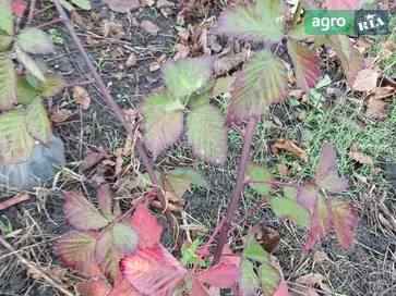  Бесшипая ежевика с высокой урожайностью. - фото