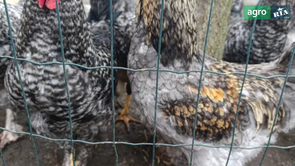 Кури    - фото 1