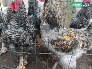  Домашние петухи (7 месяцев) — смешанная порода, - фото