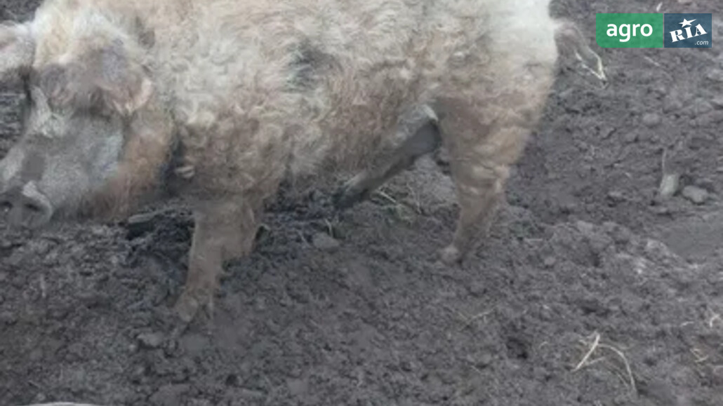 Кнур    - фото 1