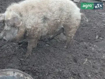 Кнур Угорської пухової мангалиці (вага ~200 кг) — на плем'я або м'ясо - фото