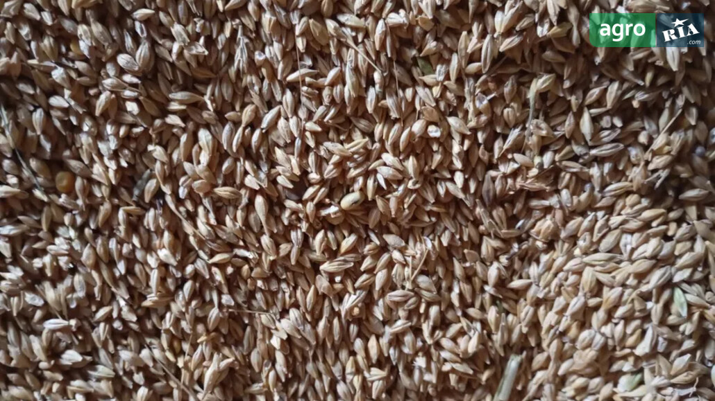 Ячмінь    - фото 1