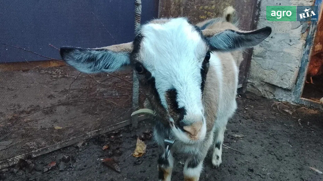 Коза    - фото 1