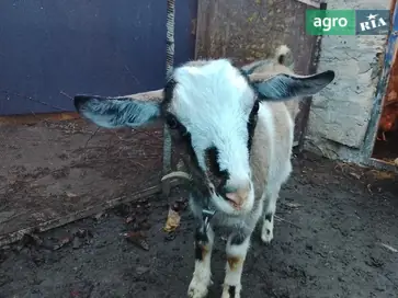Молода пара кіз (кізка та цапик) віком 8 місяців - фото