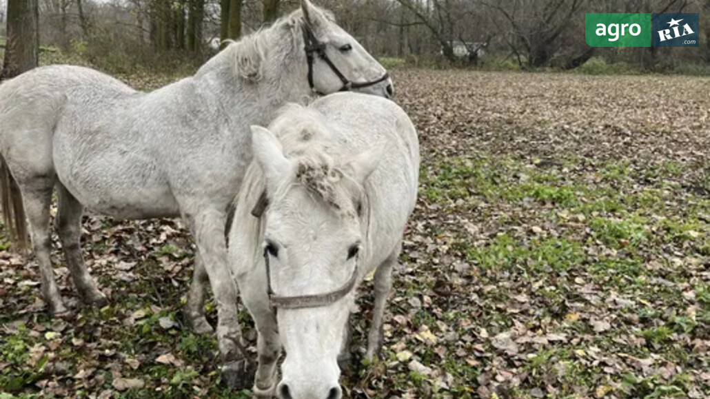 Кобила    - фото 1