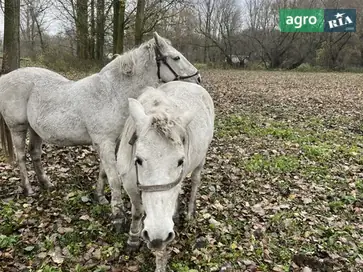 Продаж двох кобил — ціна за домовленістю - фото