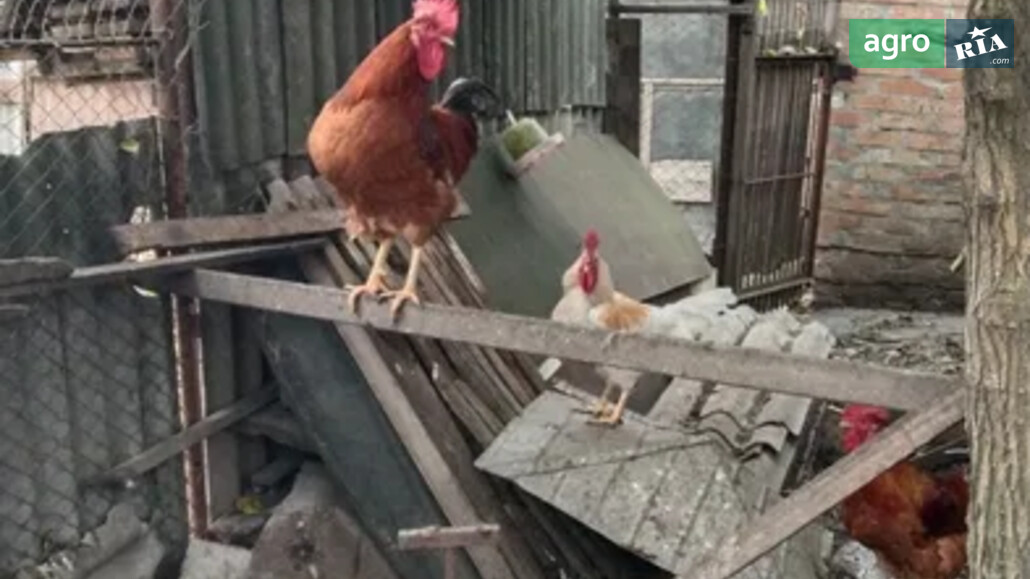 Кури    - фото 1