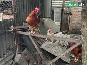 молоді півні