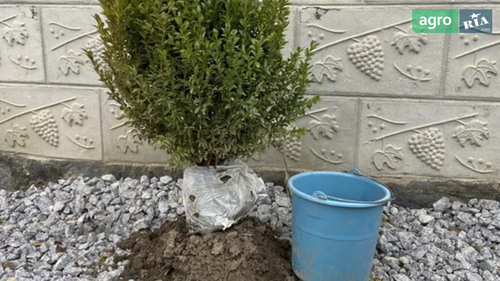 Самшит    - фото 1