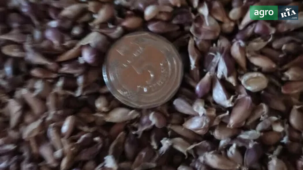 Часник    - фото 1