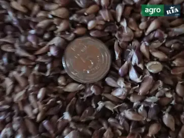 чеснок Любаша - фото