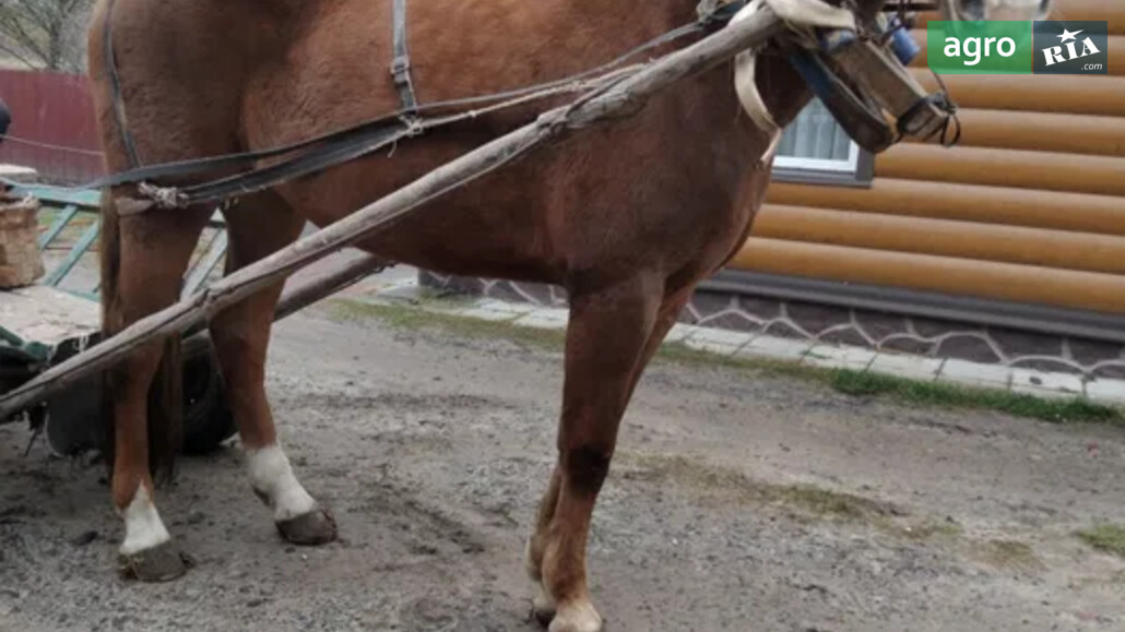 Кобила    - фото 1