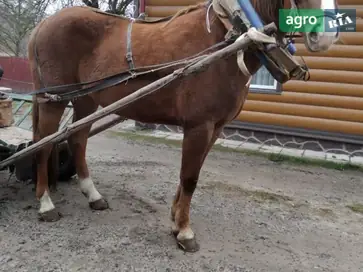 Спокійна робоча кобила 4 роки. - фото