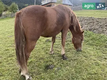 Молода кобила 2.5 роки. - фото