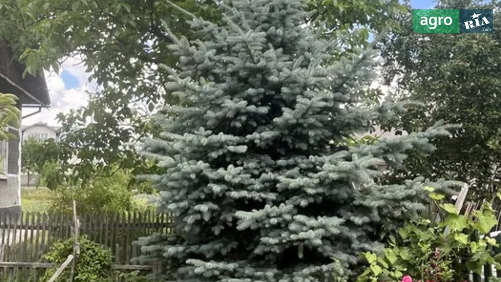 Ялинка    - фото 1