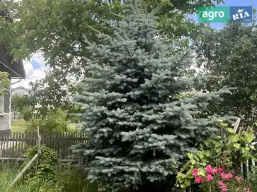 Елка серебряная 6 м - фото