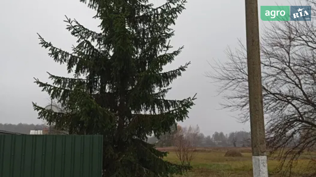 Ялинка    - фото 1