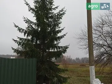 Елка на Новый год - фото