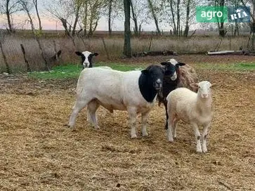 Плем’яний баран породи Дорпер, 4 роки. - фото