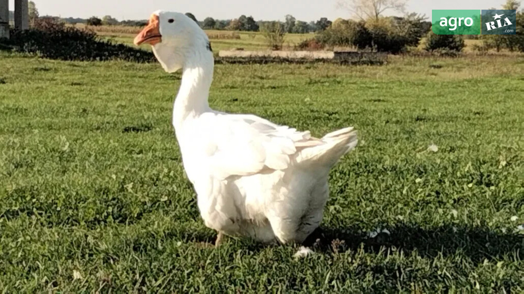 Гуска    - фото 1