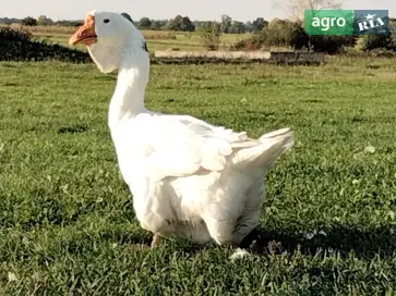  Гуси породы Холмогоры - фото