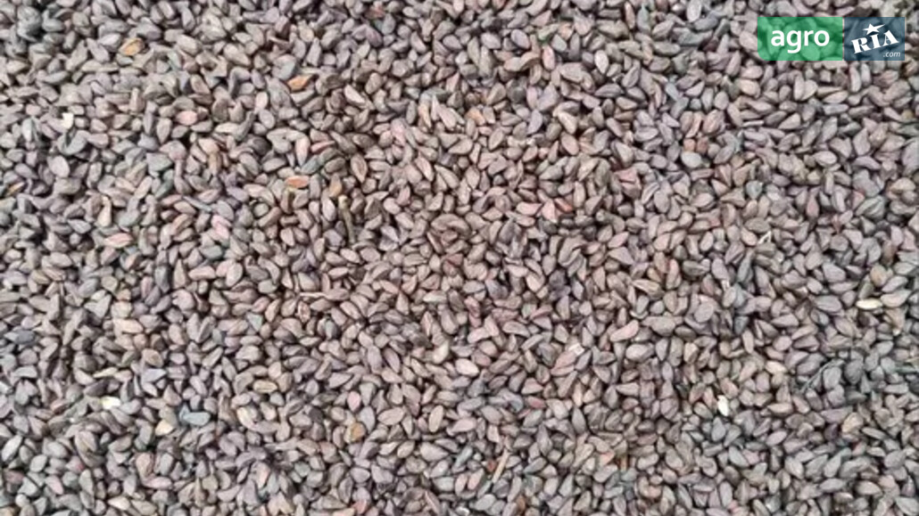 Шипшина    - фото 1