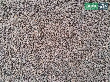  Семена шиповника - фото