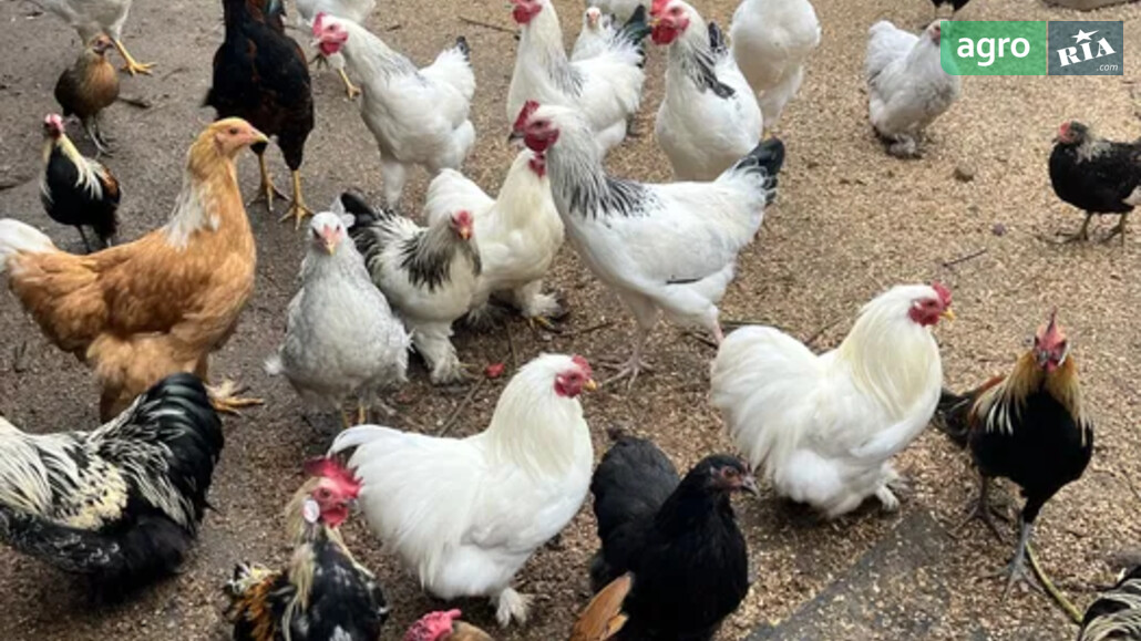 Курка    - фото 1