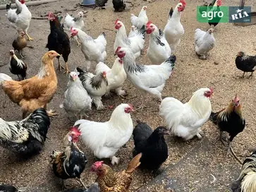 Курки кохінхіни бемтамки. - фото