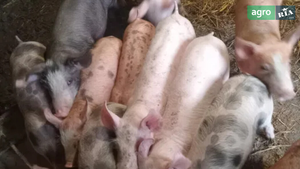 Порося    - фото 1