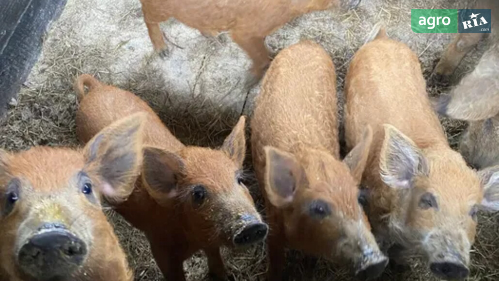 Порося    - фото 1