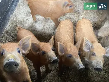  Поросята угорської мангалиці (венгерська монгольська) - фото