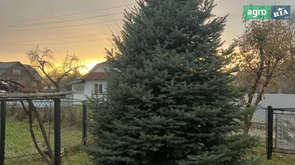 Ялинка    - фото 1