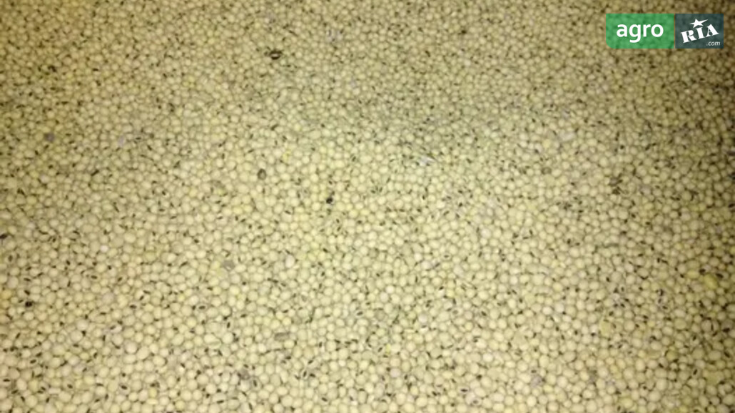 Соя    - фото 1