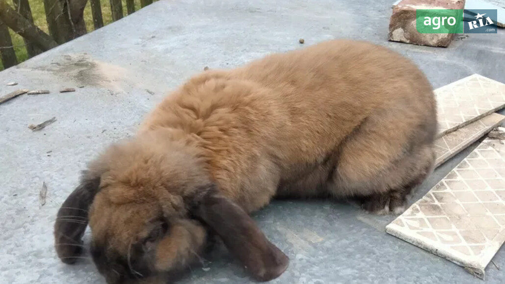 Кріль    - фото 1