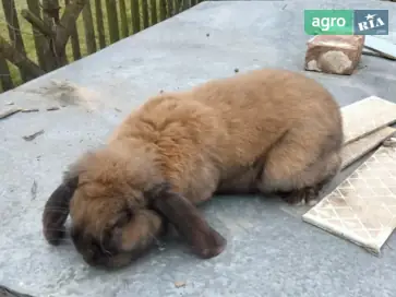  Кролик породи Французький баран, самець - фото