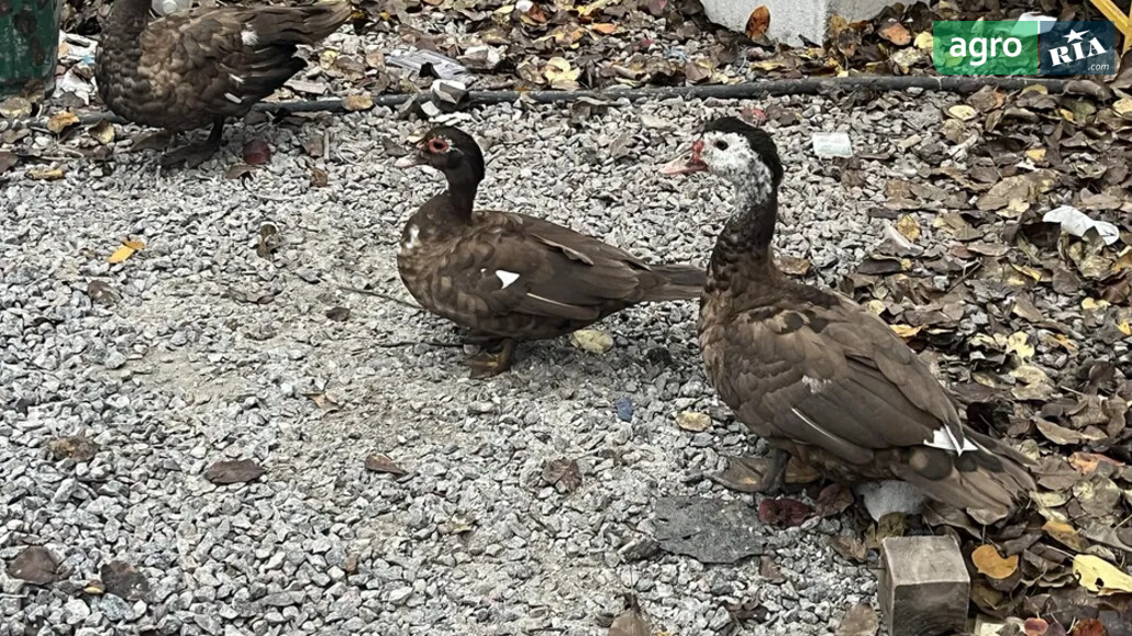 Качка    - фото 1