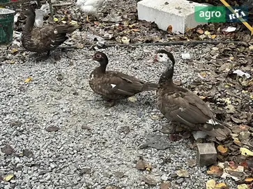 Мускусні качки 2 кг - фото