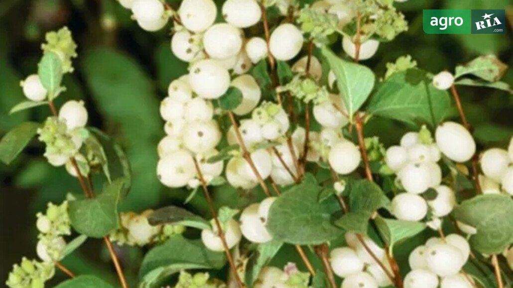 Снежноягодник    - фото 1