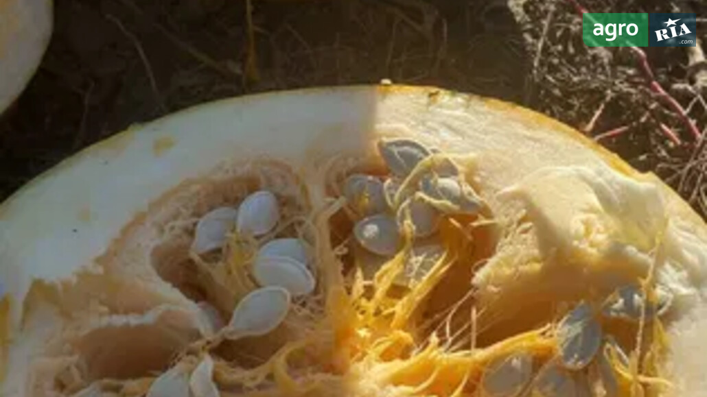 Тыква    - фото 1