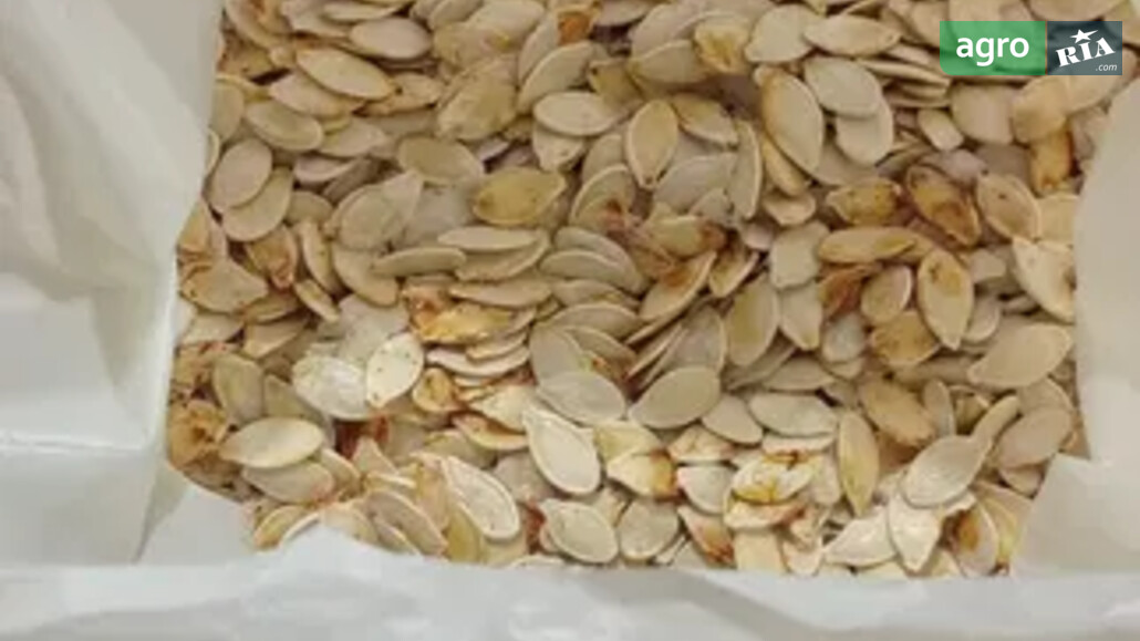 Тыква    - фото 1