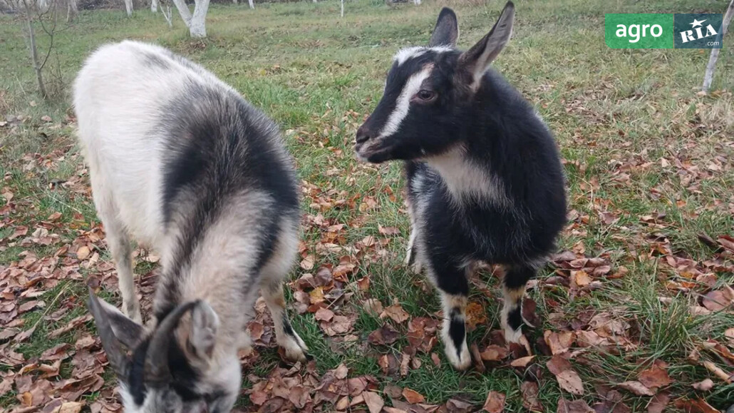 Козеня    - фото 1