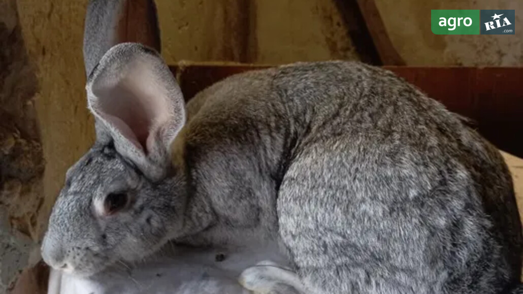 Кріль    - фото 1