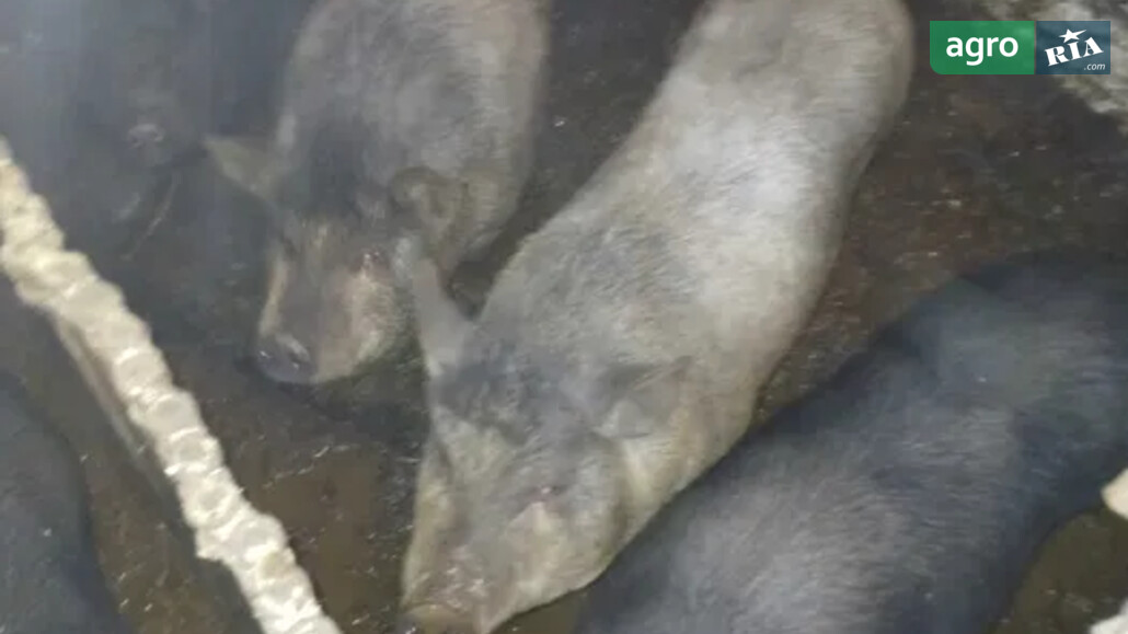 Свині    - фото 1