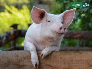Свиня доросла.