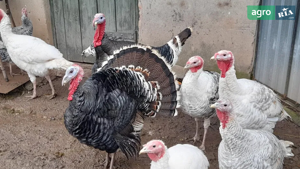 Індики    - фото 1