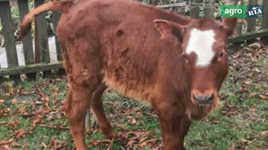 Теля    - фото 1