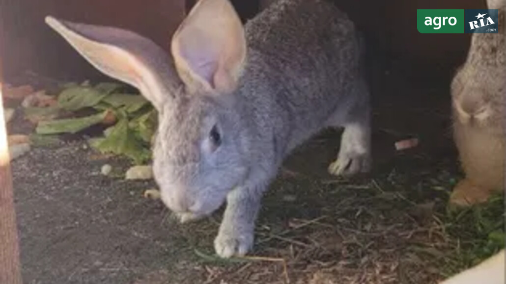 Кріль    - фото 1