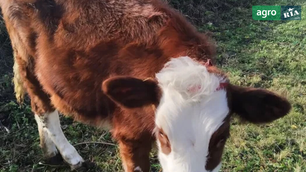Теля    - фото 1